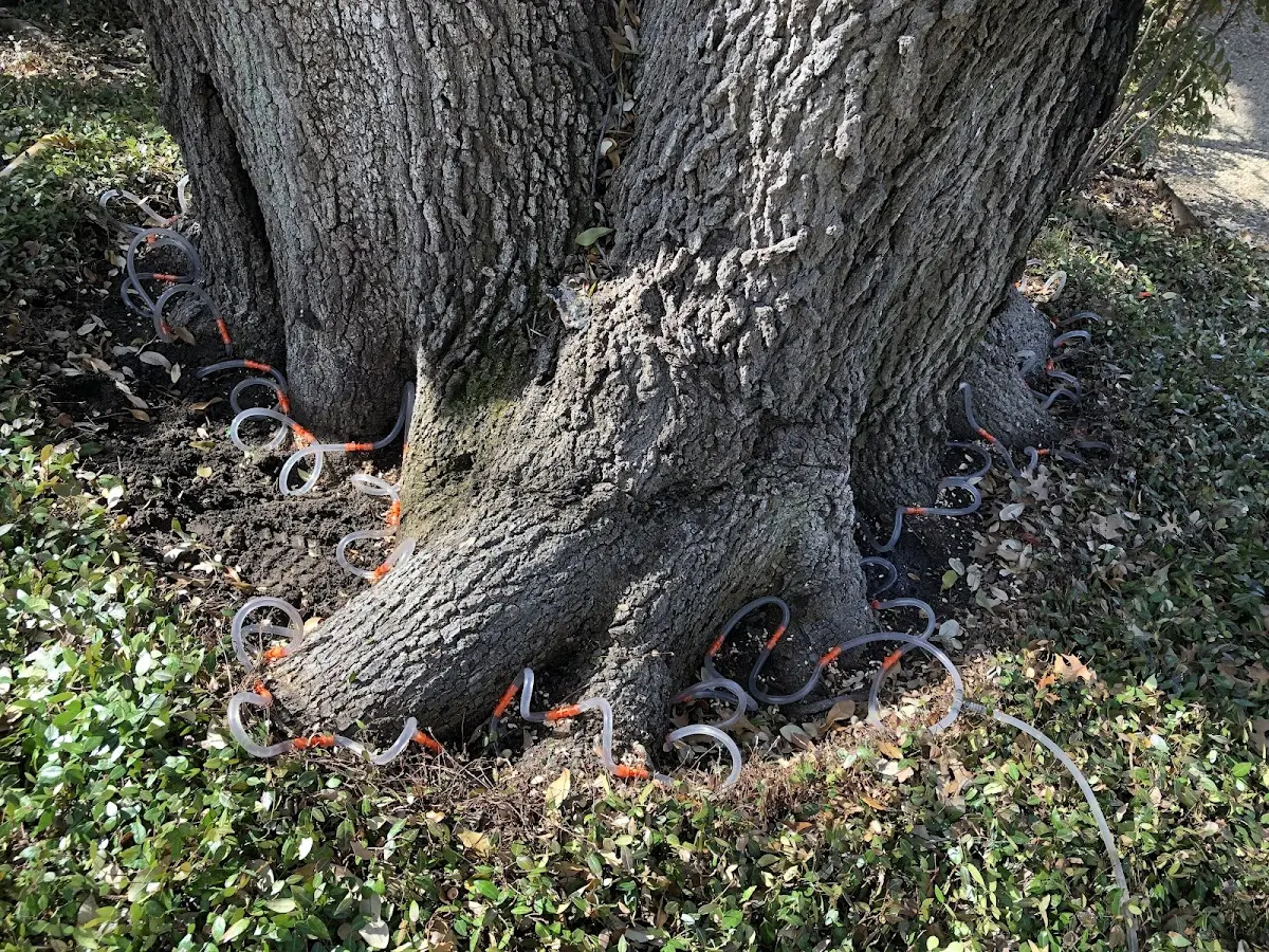 Detailed Tree Cabling and Bracing job site in Pacolet
