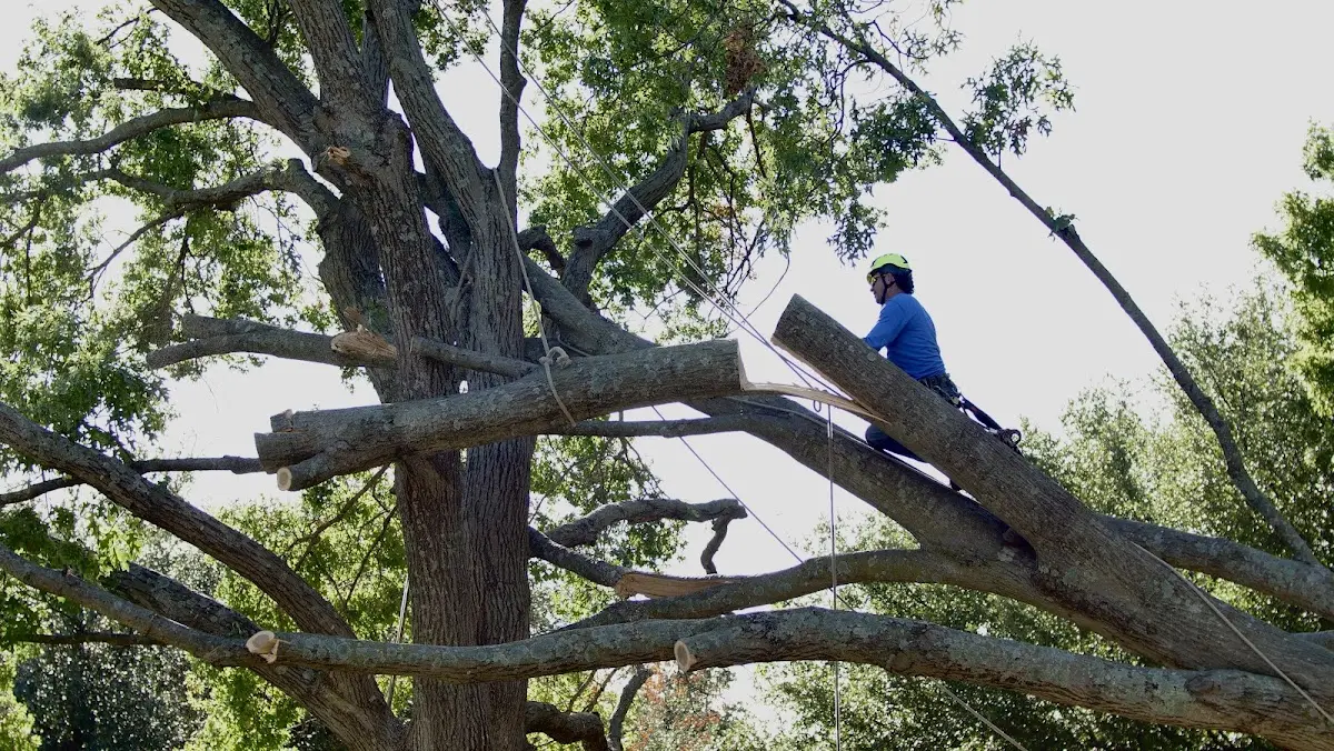 Professional Crown Thinning performed by certified arborists in Pacolet